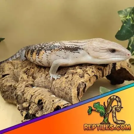 Northern blue tongue skink