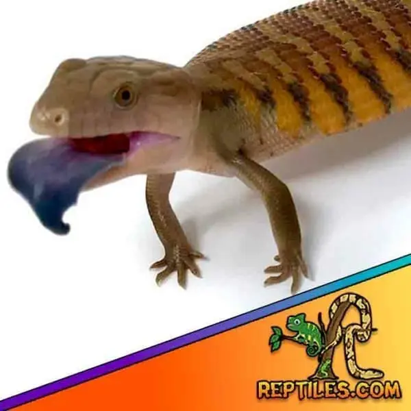 blue tongue skink care