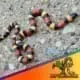 Apricot Milk Snake for sale