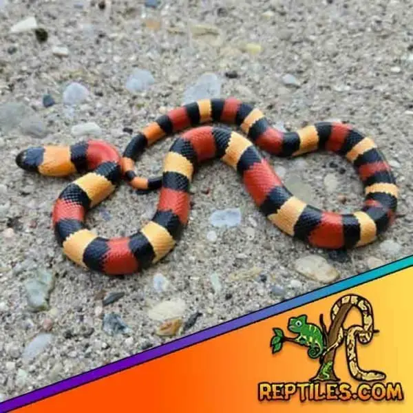 apricot milk snakes for sale