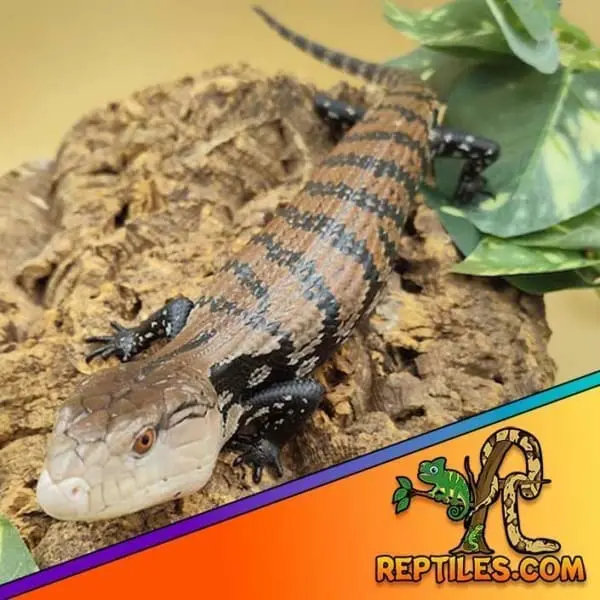 blue tongue skink near me