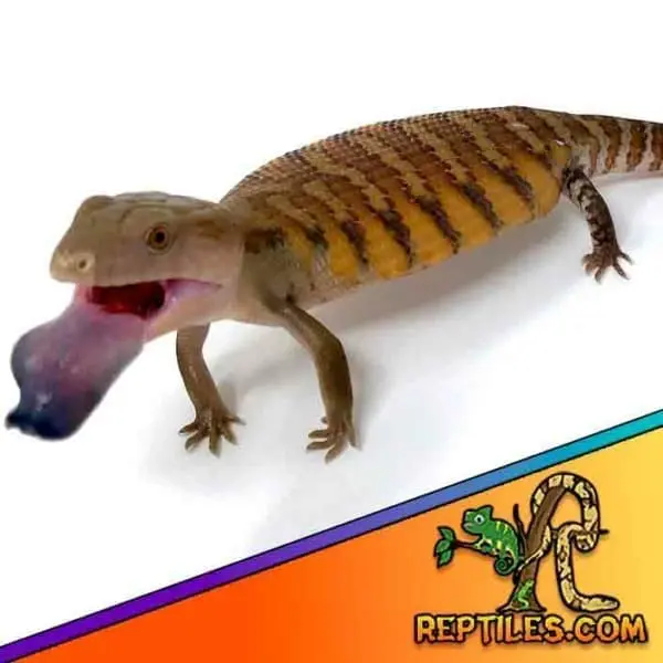 blue tongue skink price