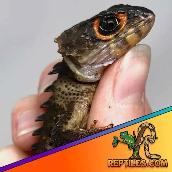 captive bred red eye crocodile skink