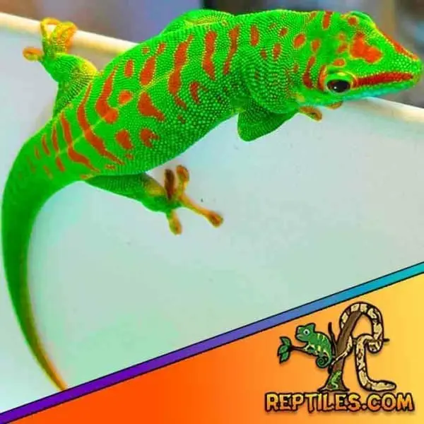 Crimson Giant day gecko for sale