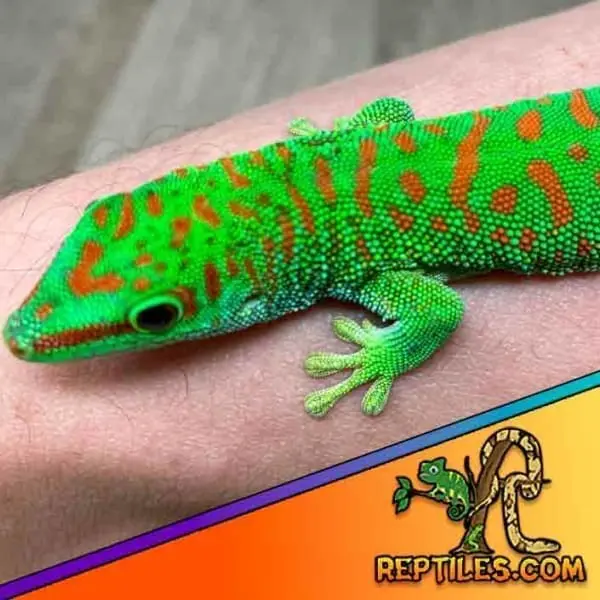 Crimson giant day gecko