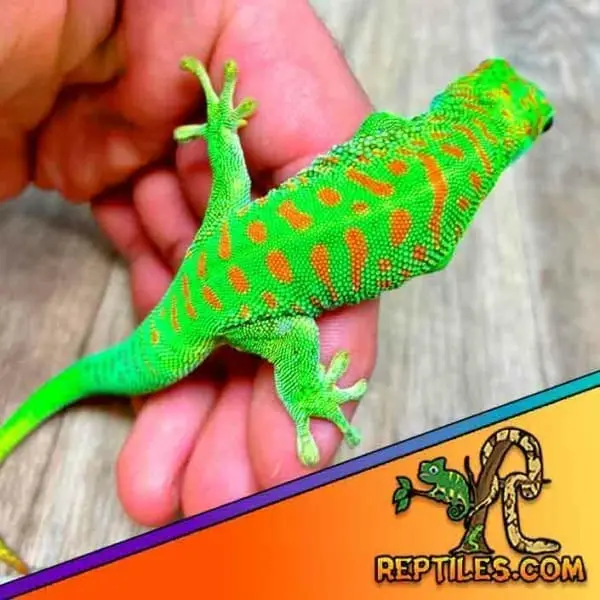 Giant day gecko for sale