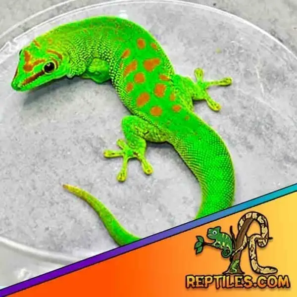 Giant day gecko