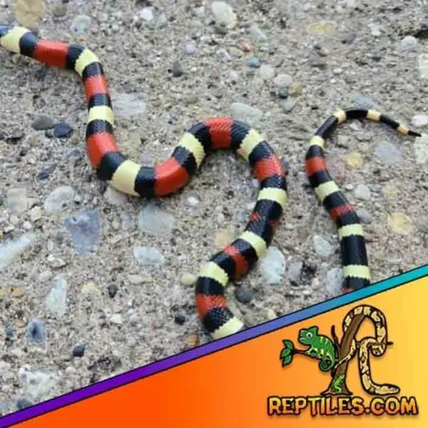 milk snake for sale