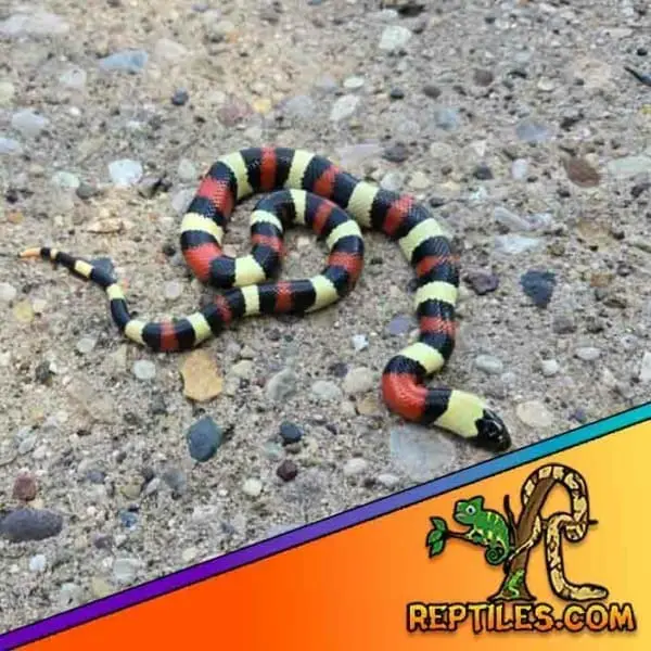 Pueblan milk snake for sale - Image 2