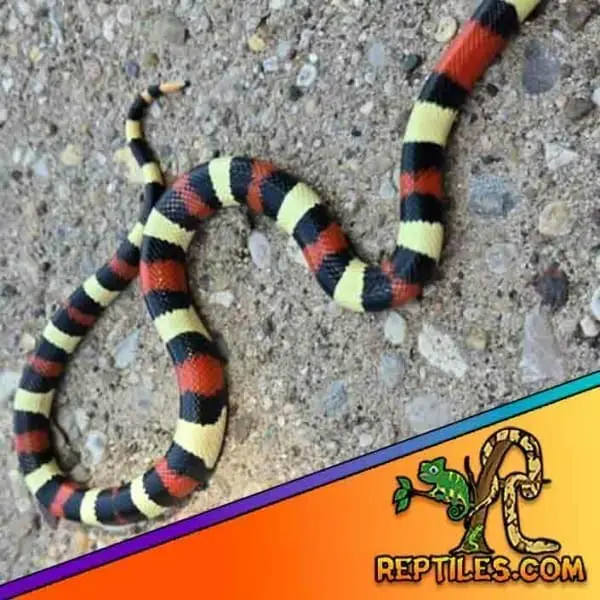 Pueblan milk snakes for sale