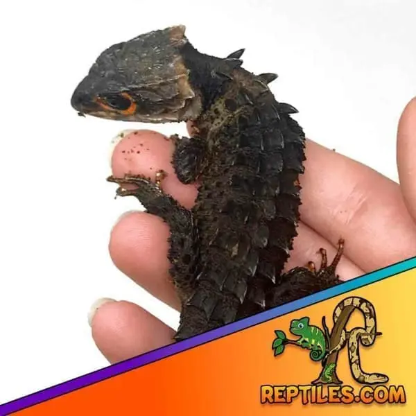 red eyed crocodile skink care