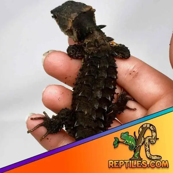 red eyed crocodile skink cost