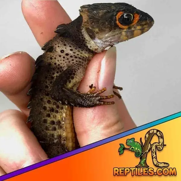 red eyed crocodile skink for sale