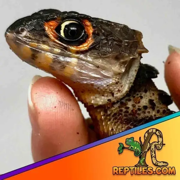 red eyed crocodile skink price