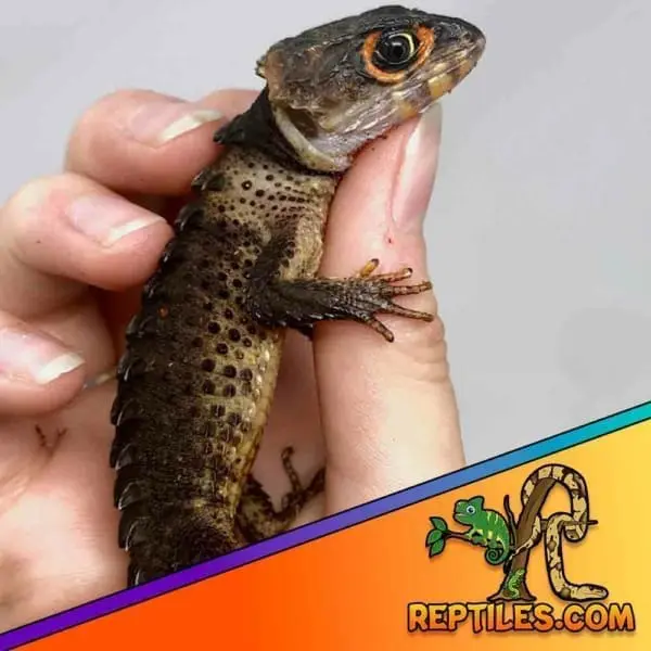 red eyed crocodile skinks for sale
