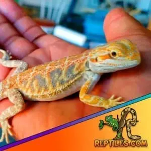 baby bearded dragons for sale