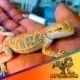 Hypo Trans bearded dragon for sale