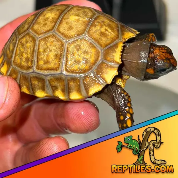 yellow footed tortoise for sale