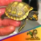 yellow footed tortoise for sale