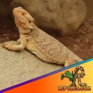 bearded dragon lizard for sale
