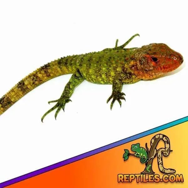 buy caiman lizard