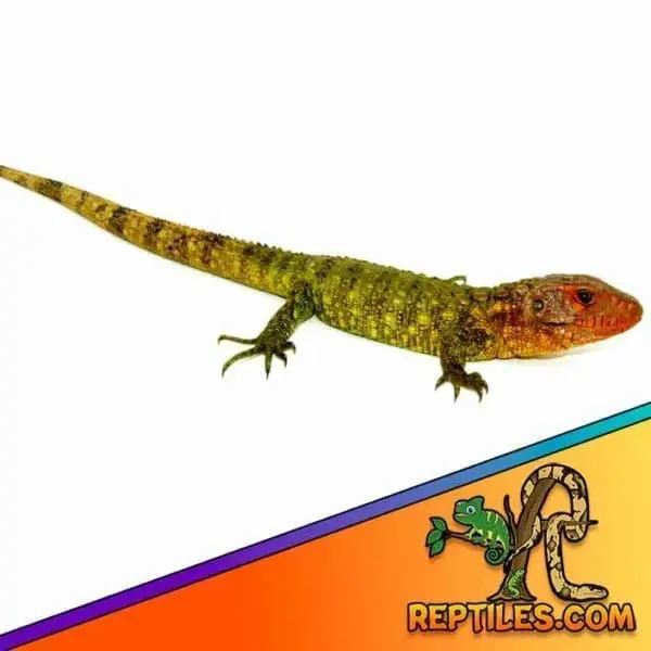 caiman lizard for sale