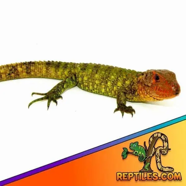 caiman lizard for sale