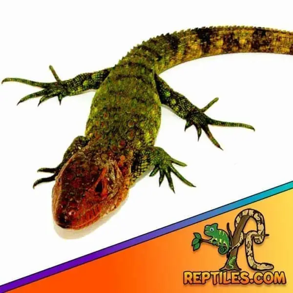 caiman lizard for sale