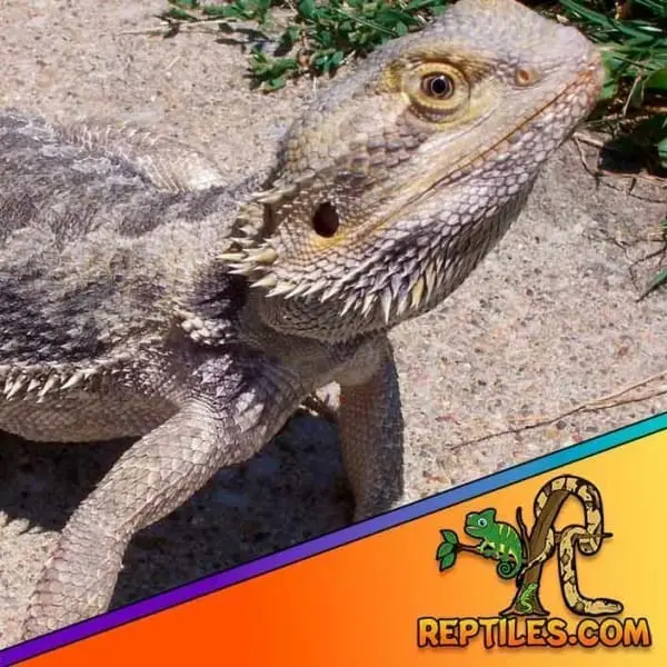 common bearded dragon