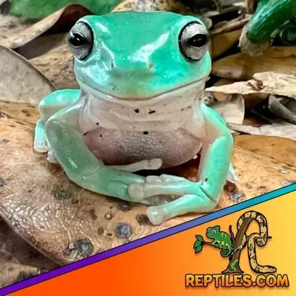 Dumpy Tree Frogs for sale