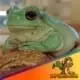 Dumpy Tree Frog for sale