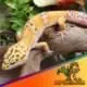 fancy leopard gecko for sale