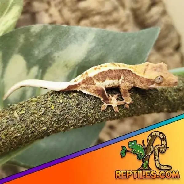lily white crested gecko baby