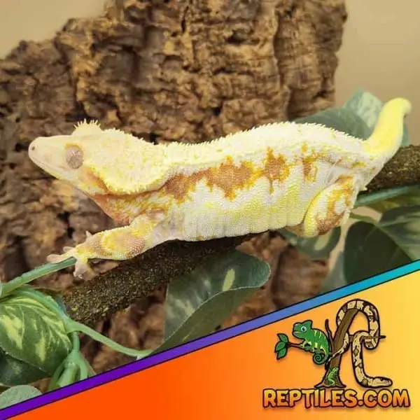 lily white crested gecko for sale