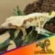 lily white crested gecko