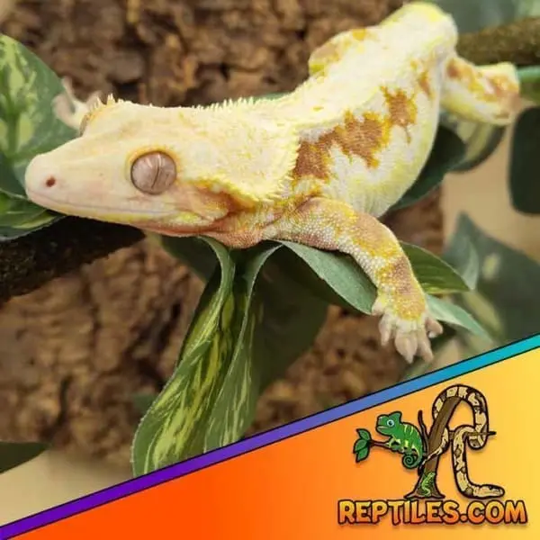 lily white crested geckos for sale