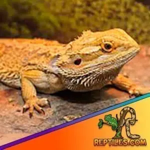 adult bearded dragon for sale