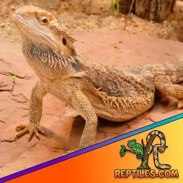 normal bearded dragon for sale