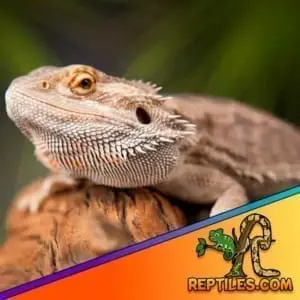 normal bearded dragon lizard