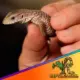 savannah monitor lizard for sale