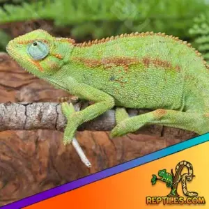 Eliot's chameleon for sale
