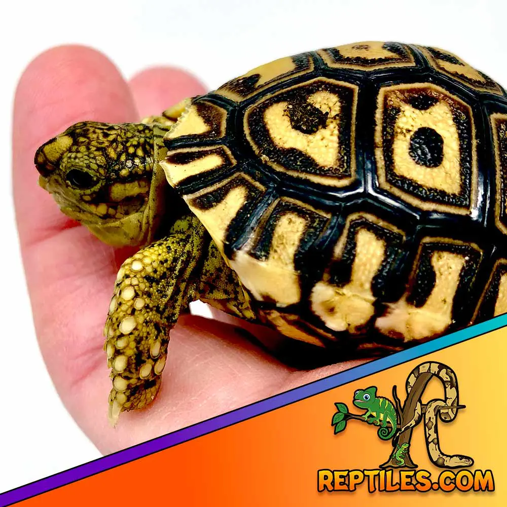Caring for Baby Leopard Tortoises – Beginner’s Guide