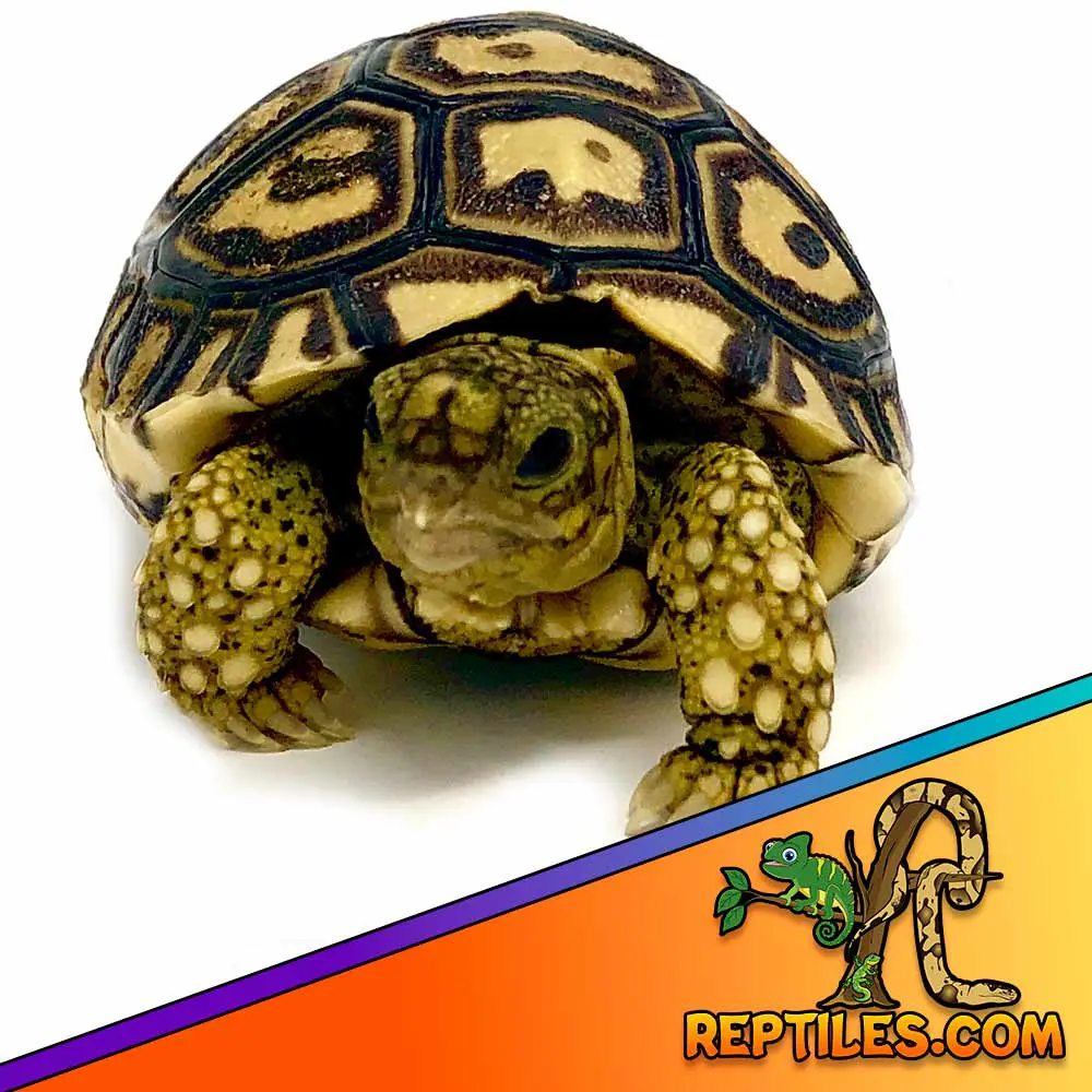 Temperature, UVB and Lighting Guide for Leopard Tortoises