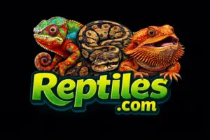 Leopard Geckos for sale | Crested Gecko | Gargoyle Gecko | Panther Chameleons for sale