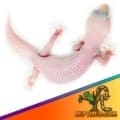 all white leopard gecko