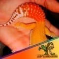 carrot tail leopard gecko