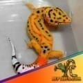 carrot tailed leopard gecko for sale