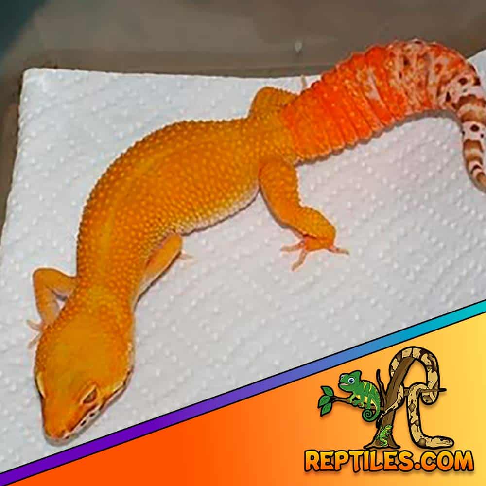 carrot tailed leopard geckos