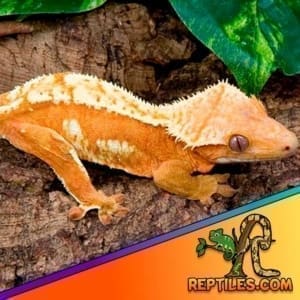 crested gecko for sale