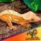 creamsicle crested gecko